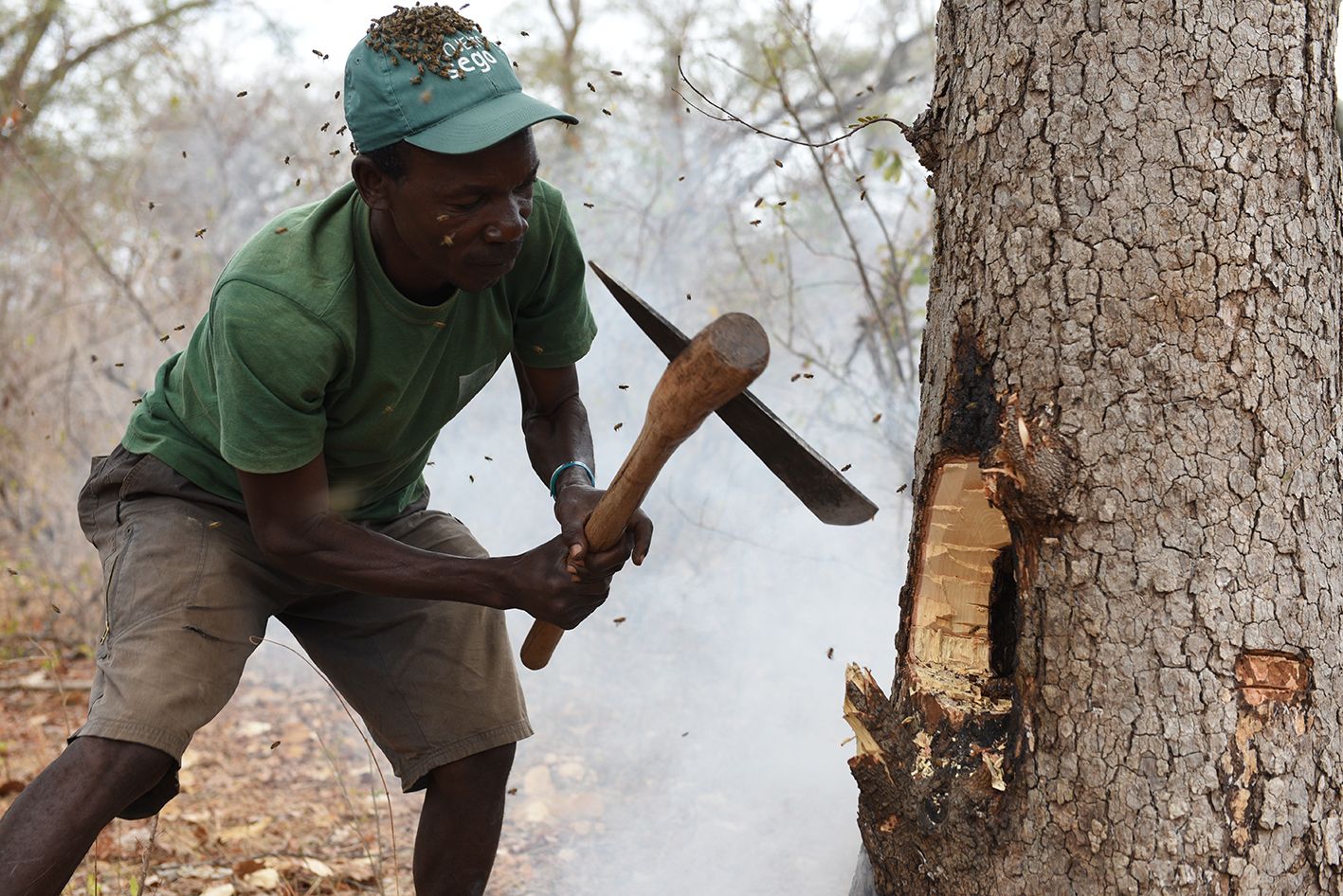 Hadza honey hunter at the base of a tree .jpg